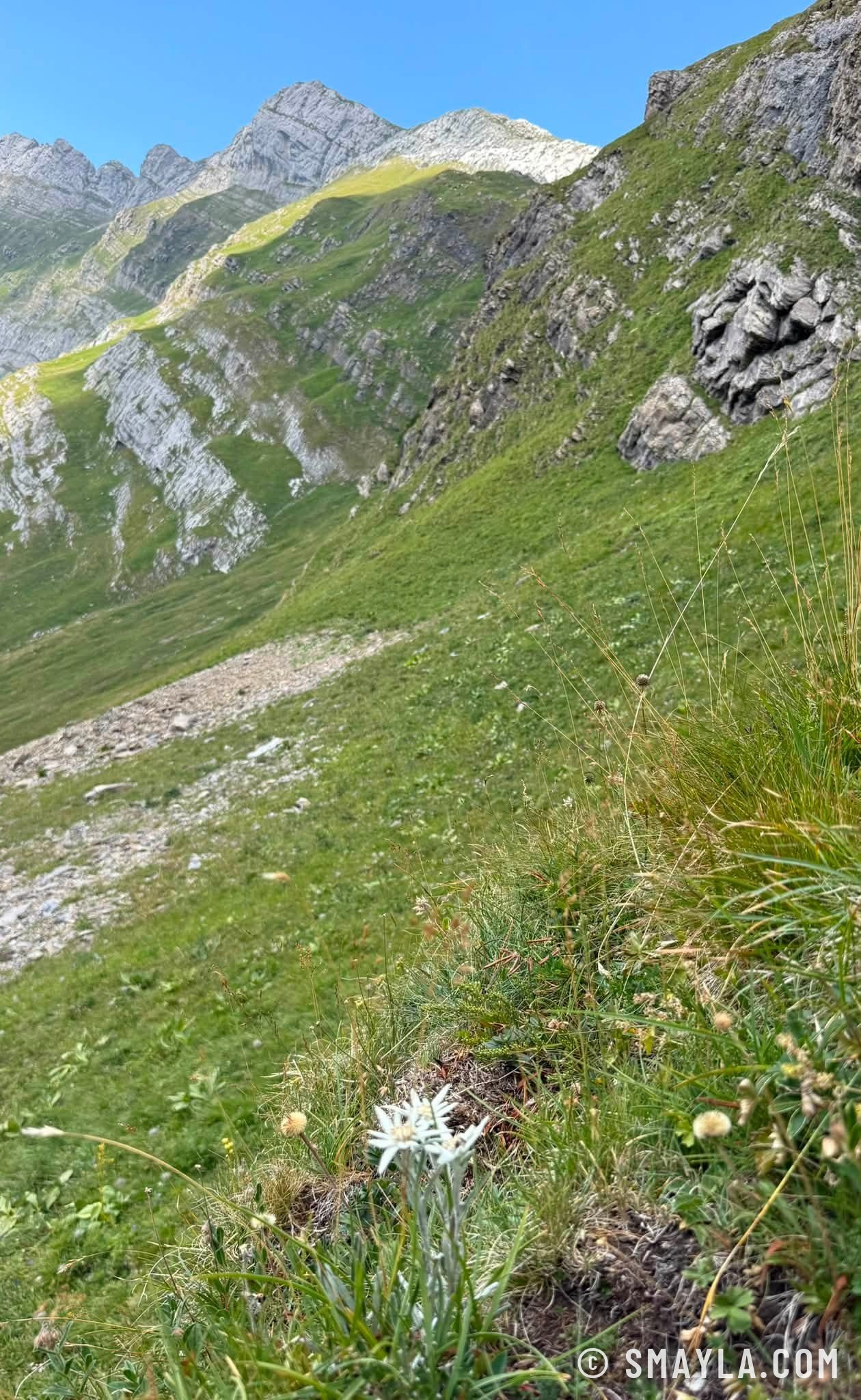 Edelweiss avant le col