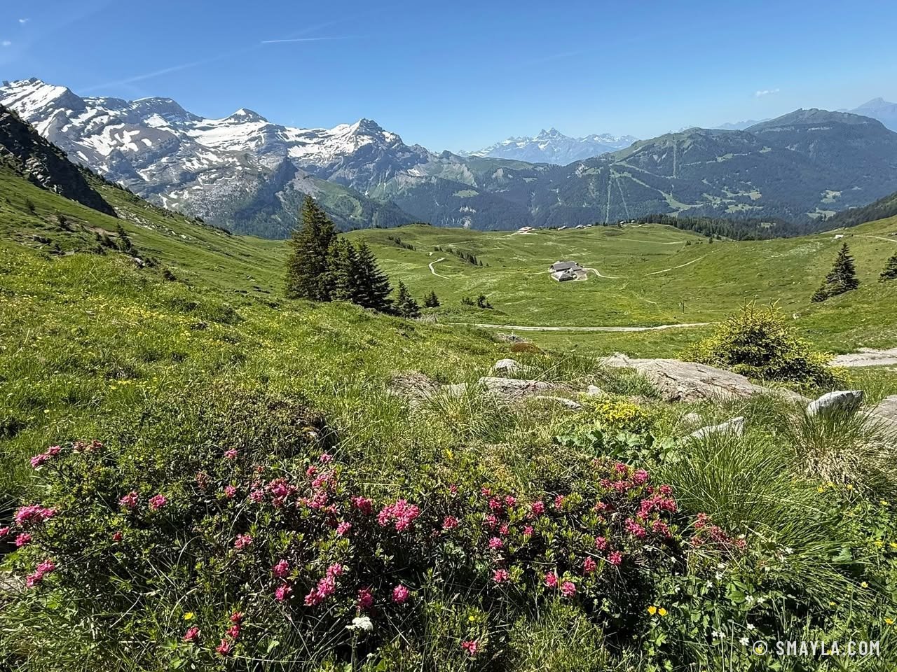 Rhododendrons et Diablerets