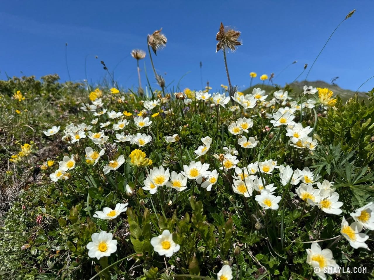 Fleurs alpines blanches