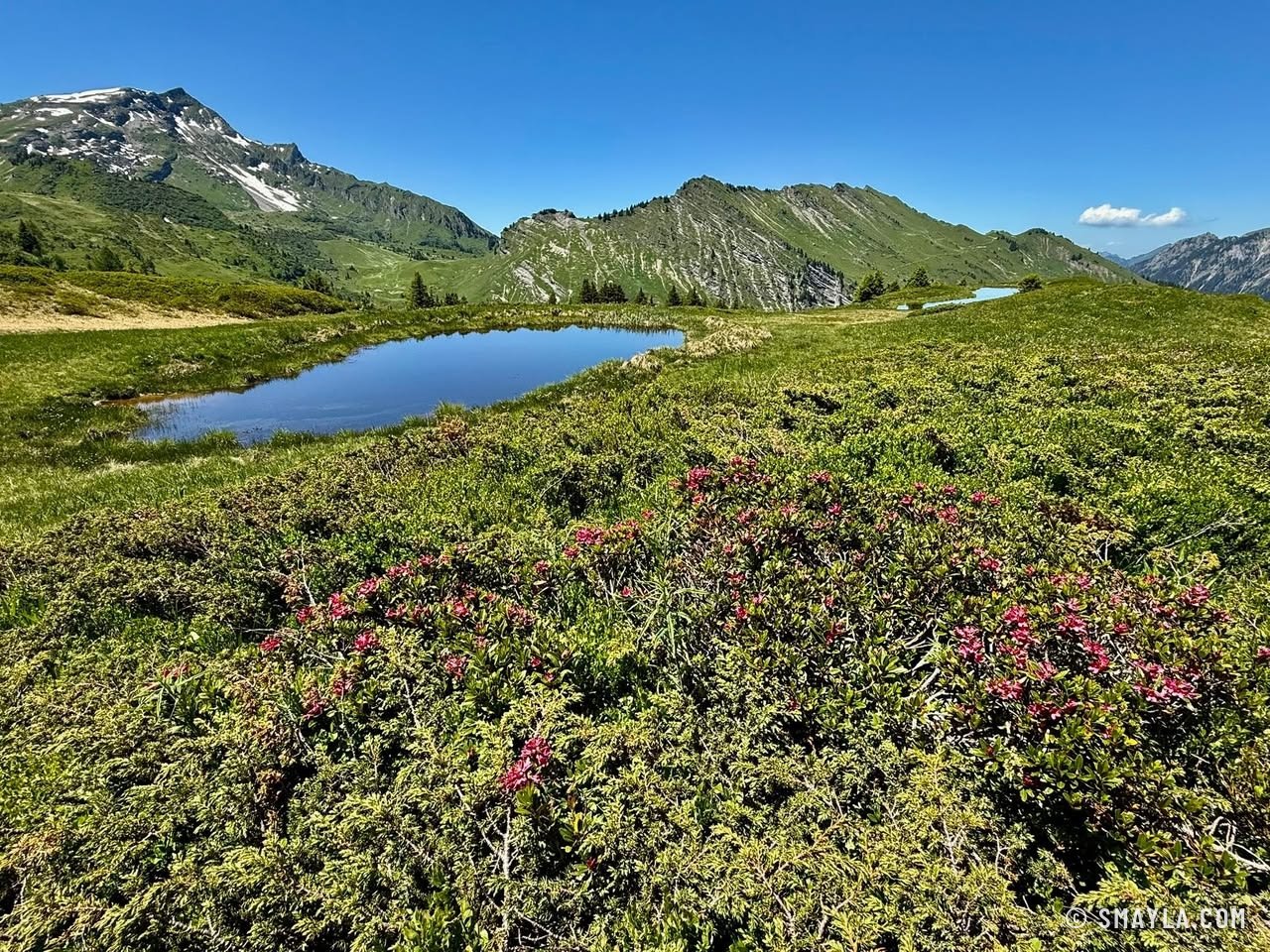 Gouille dans les rhododendrons