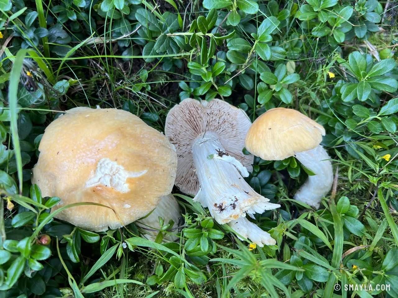 Champignons dans les myrtilles