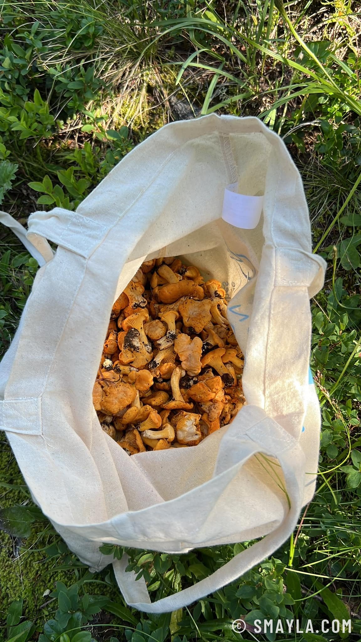 La récolte de chanterelles