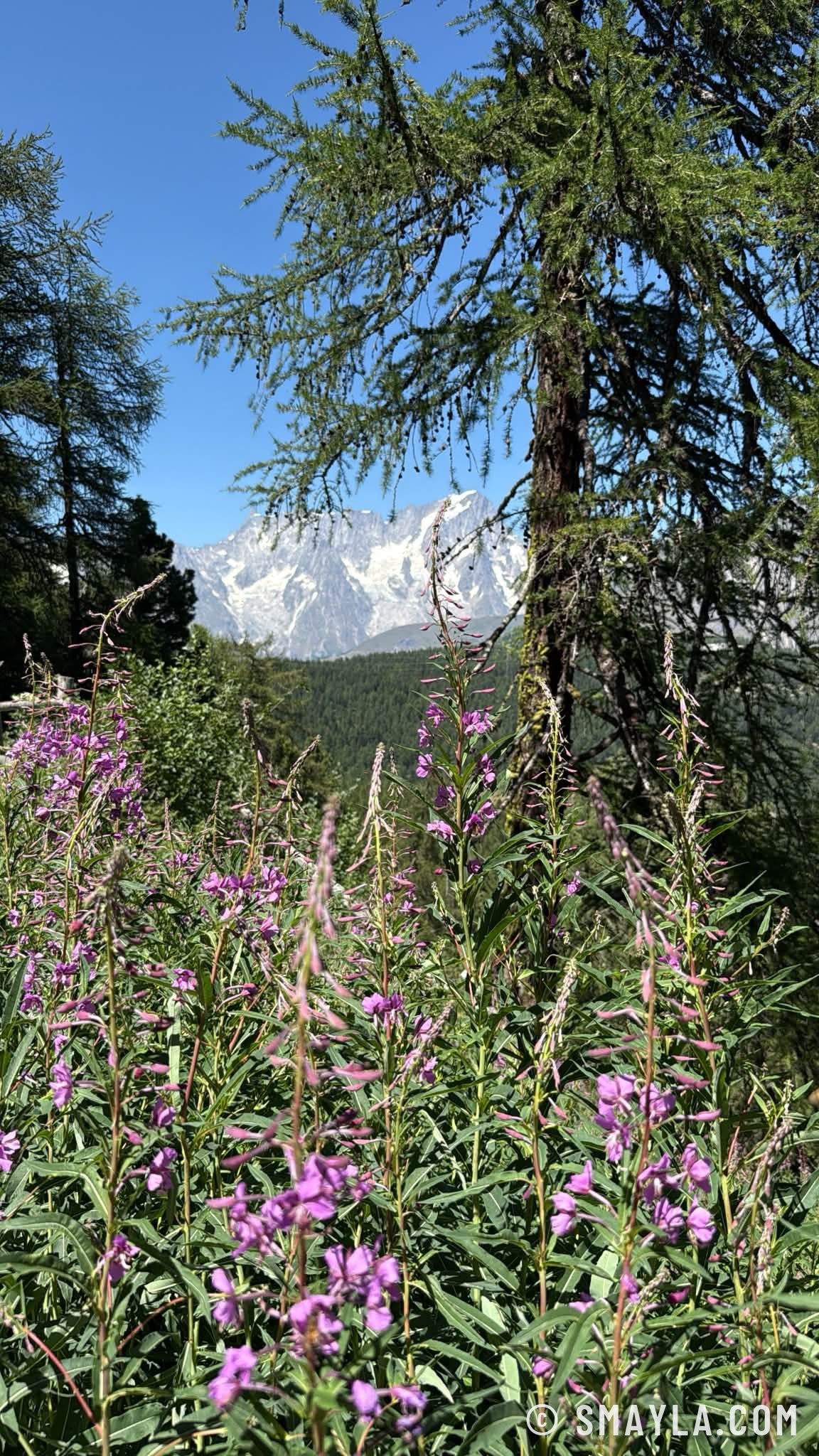 Épilobes et glaciers du Mont-Blanc