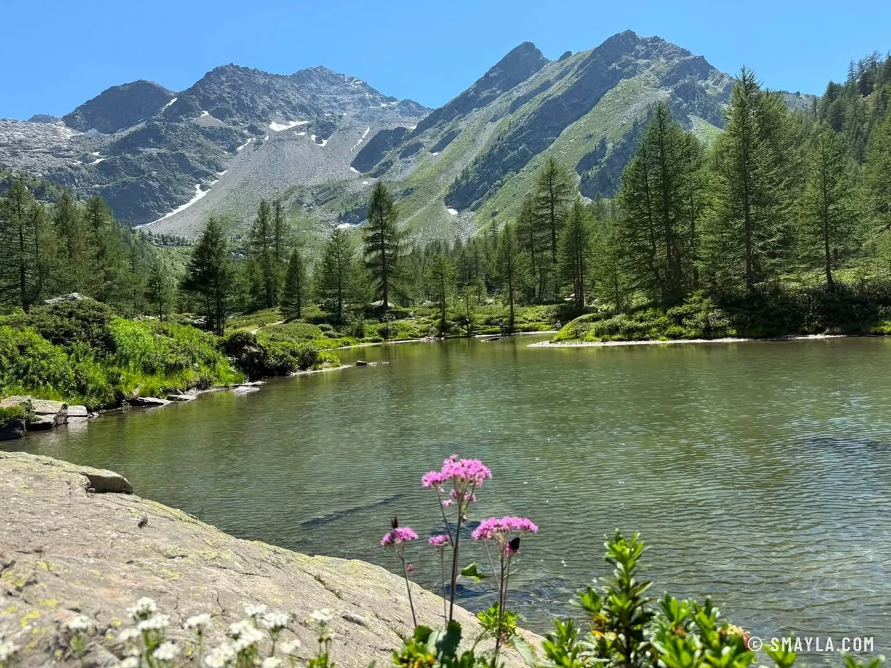 Fleurs au bord du lac