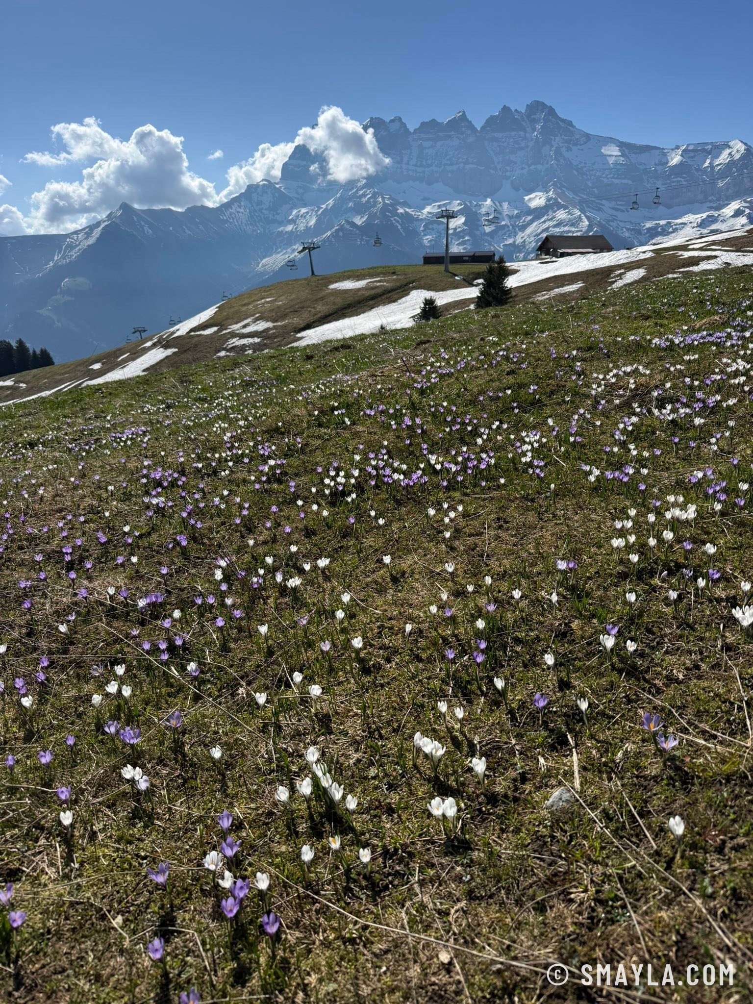 Crocuses facing the Dents du Midi