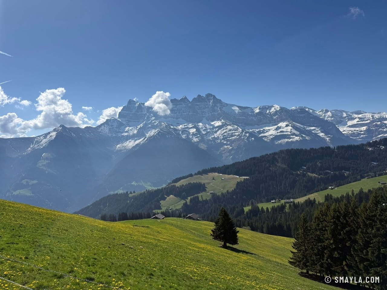 Pasture and Dents du Midi