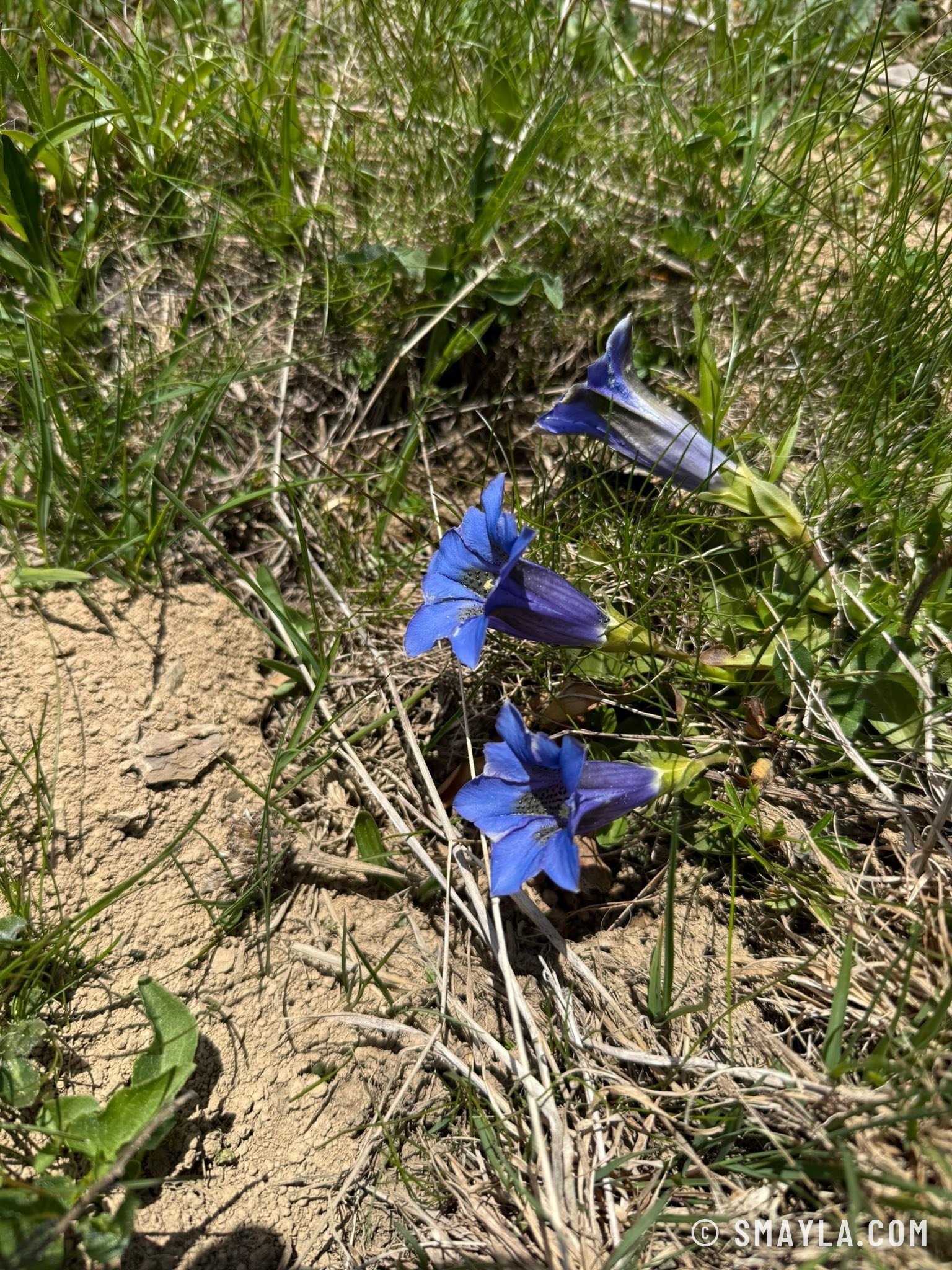 Spring gentians