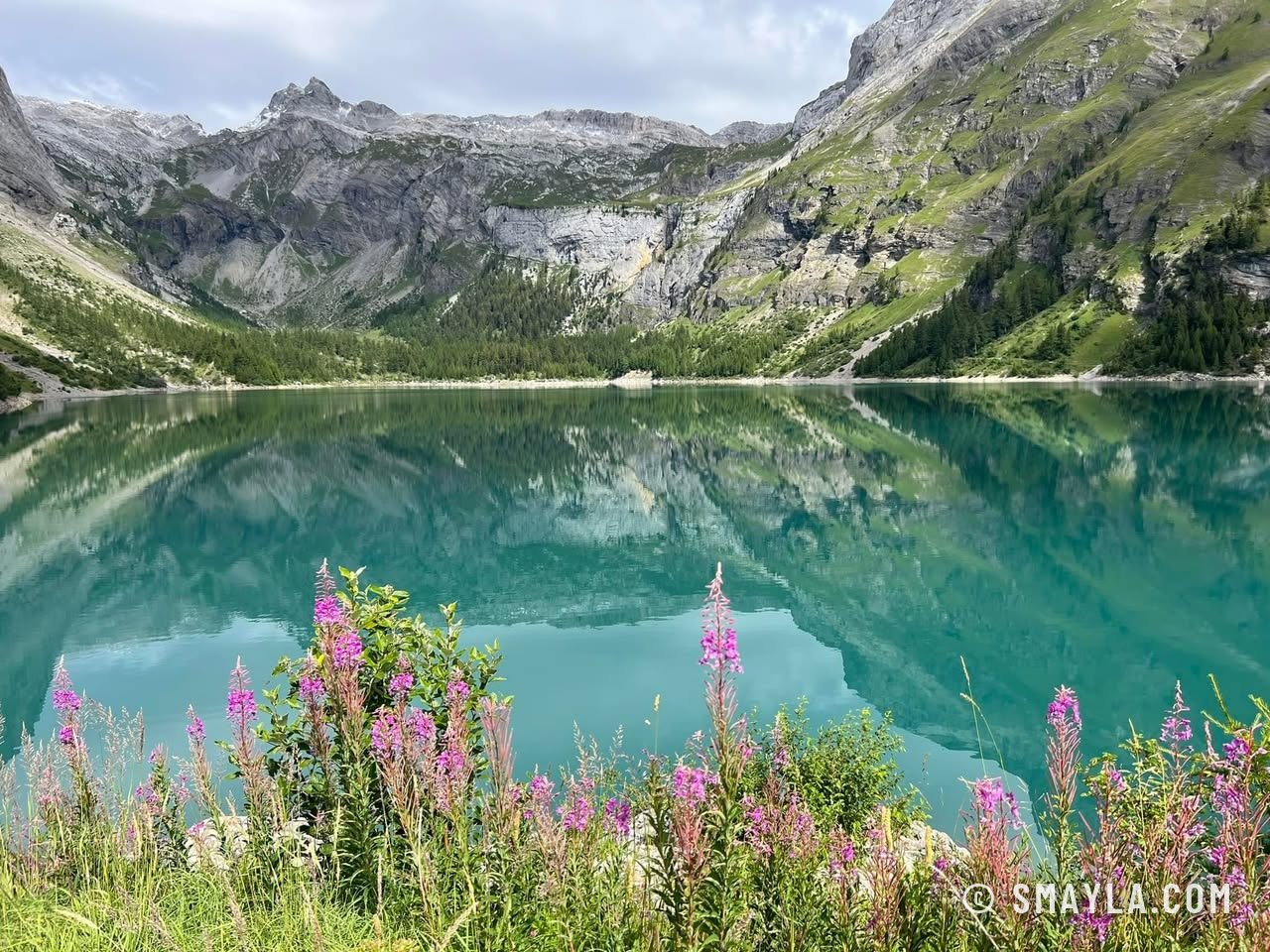 Épilobes au bord du lac de Tseuzier