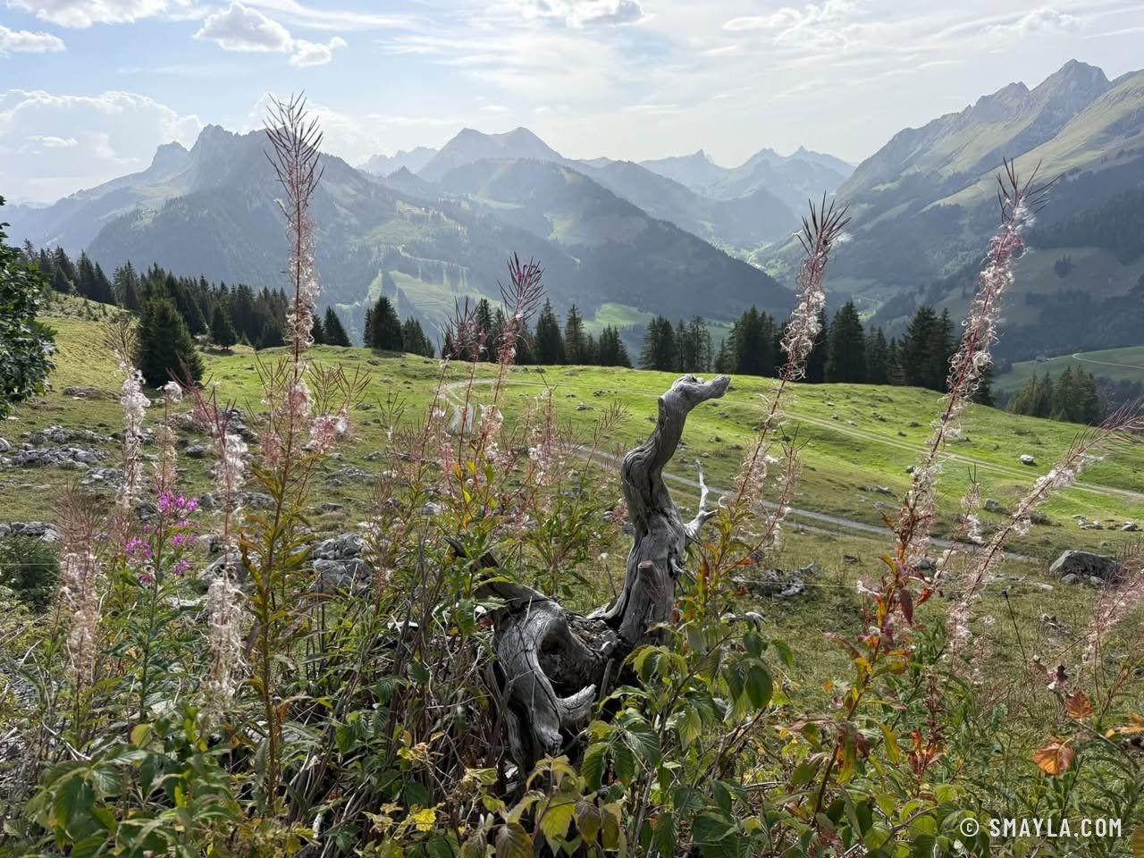 Weidenröschen und Voralpen