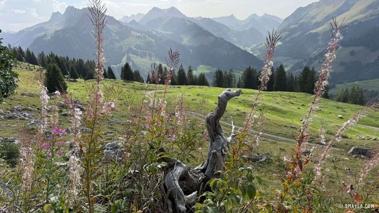 Weidenröschen und Voralpen