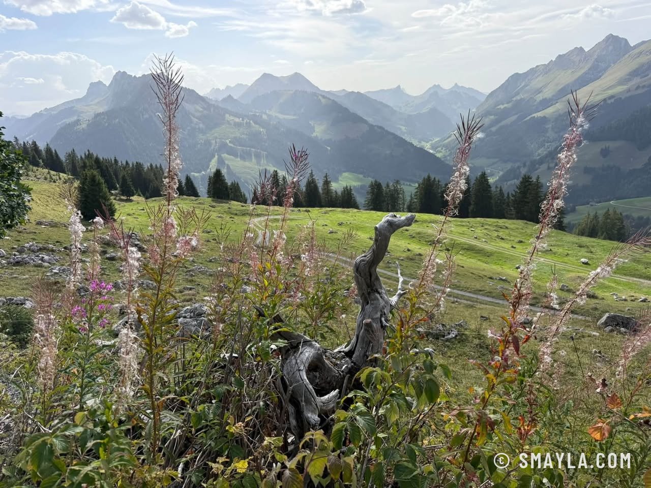Épilobes et Préalpes