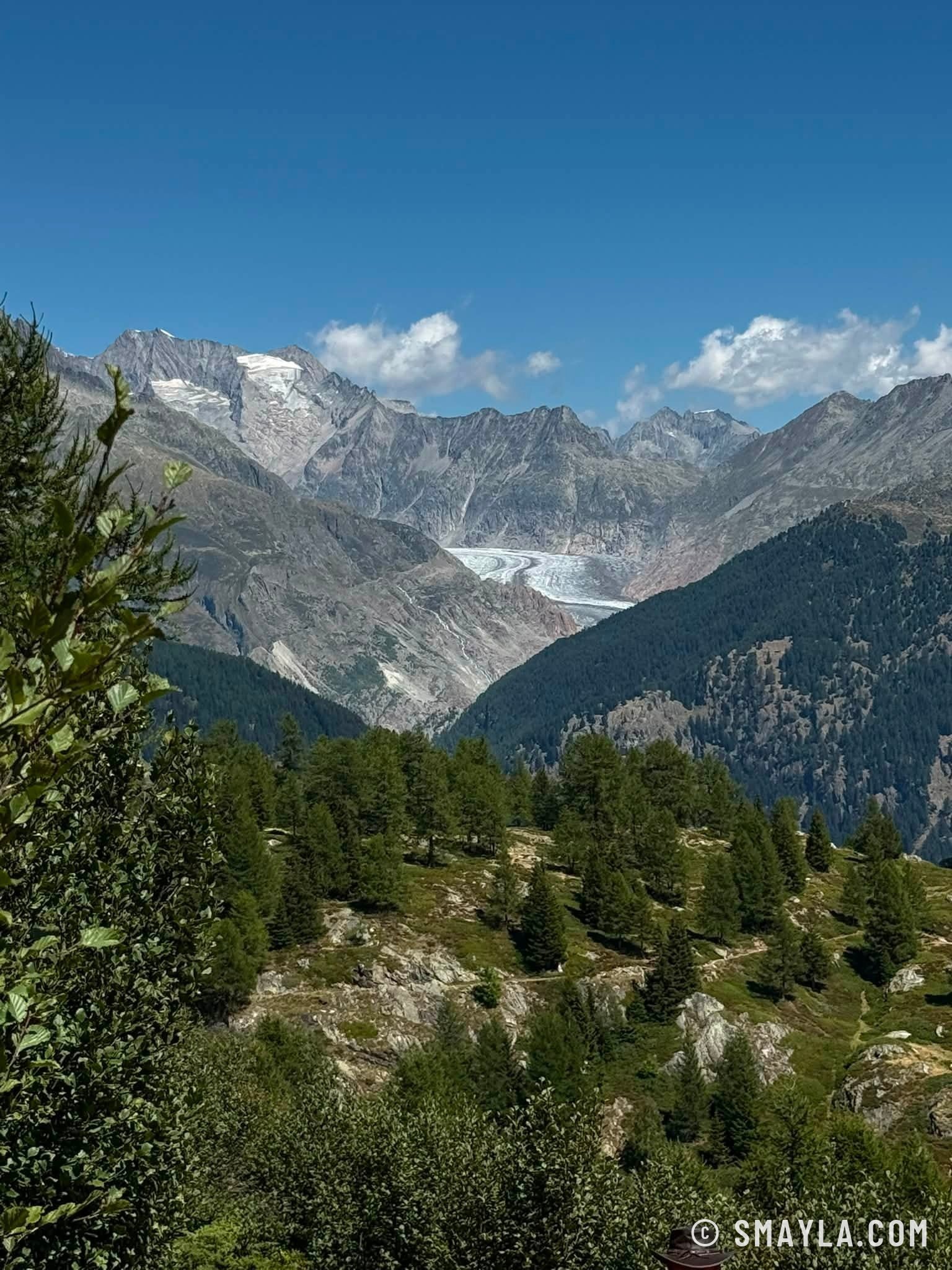 Le glacier entre les mélèzes