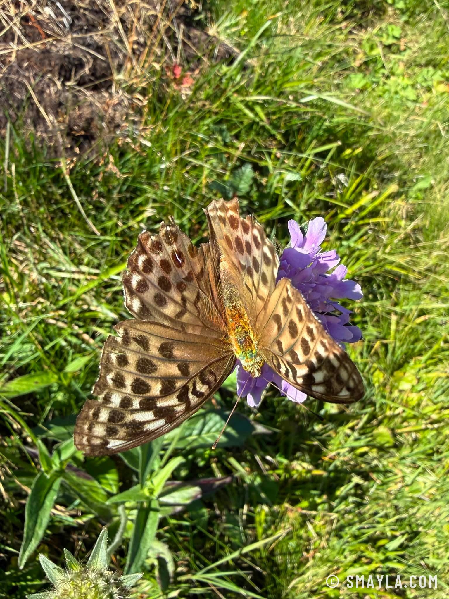 Papillon sur une scabieuse