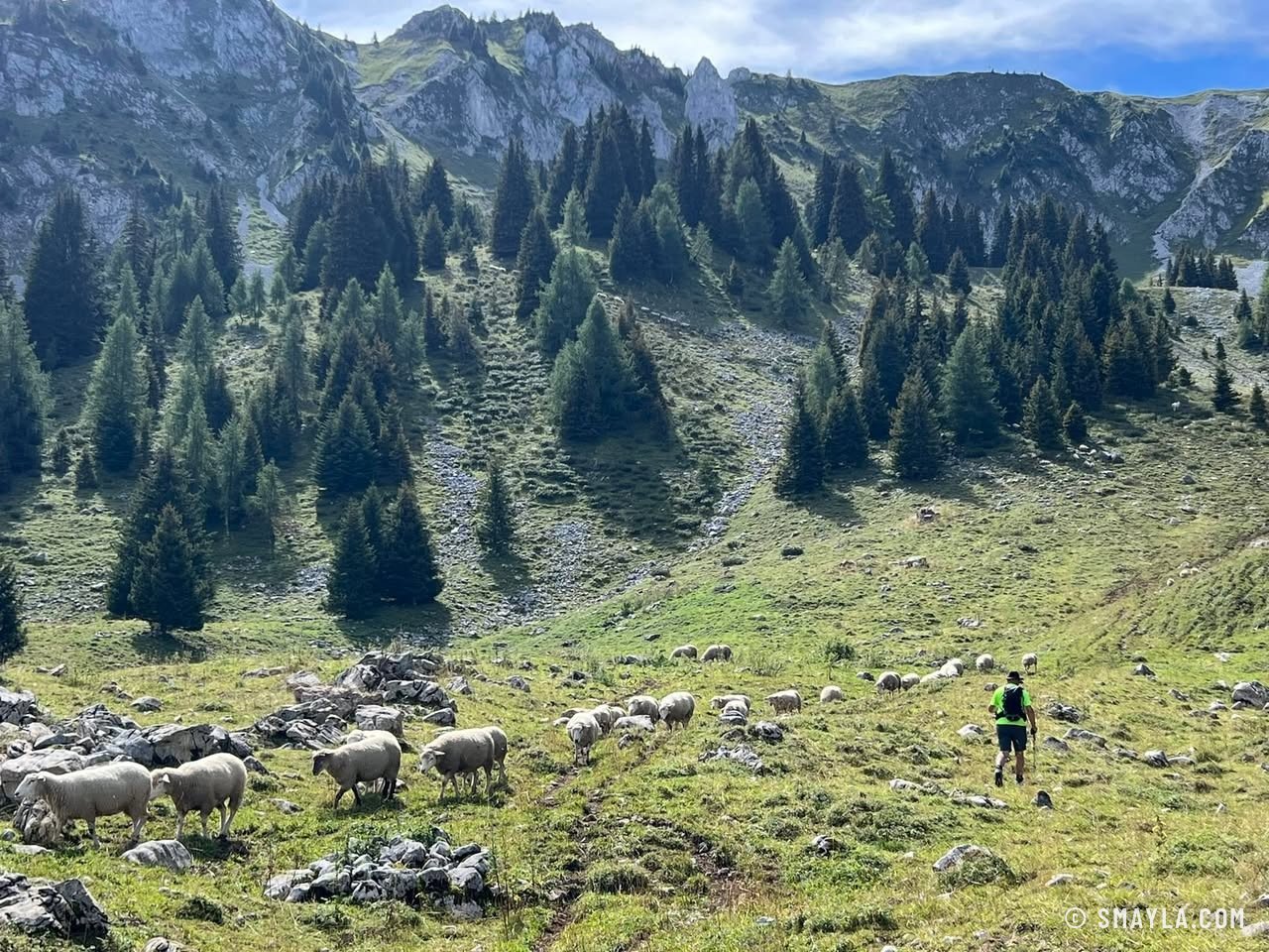 Moutons dans la combe