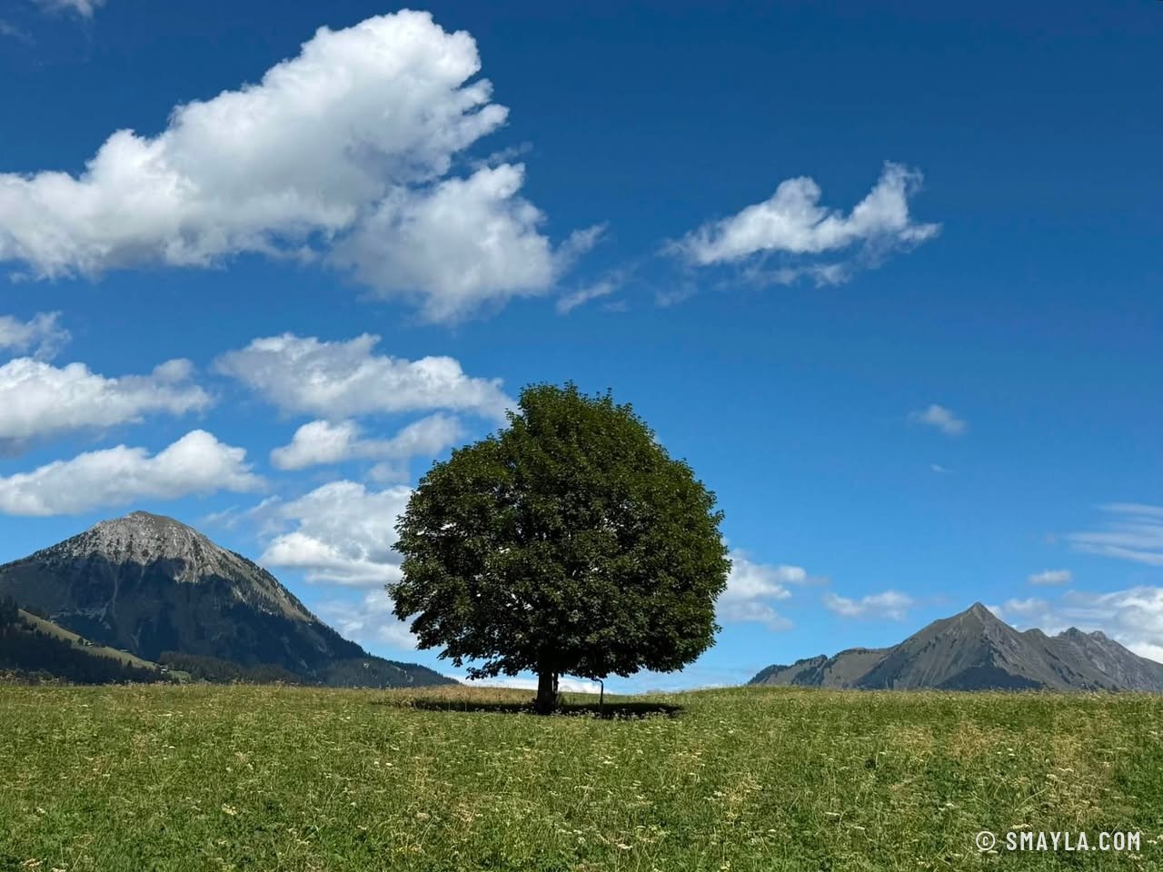 Arbre solitaire dans l'alpage