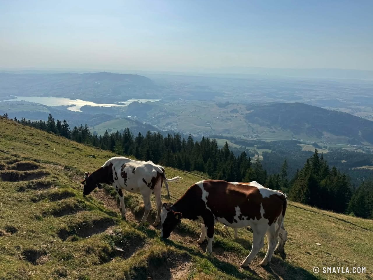 Vaches au-dessus du lac de la Gruyère