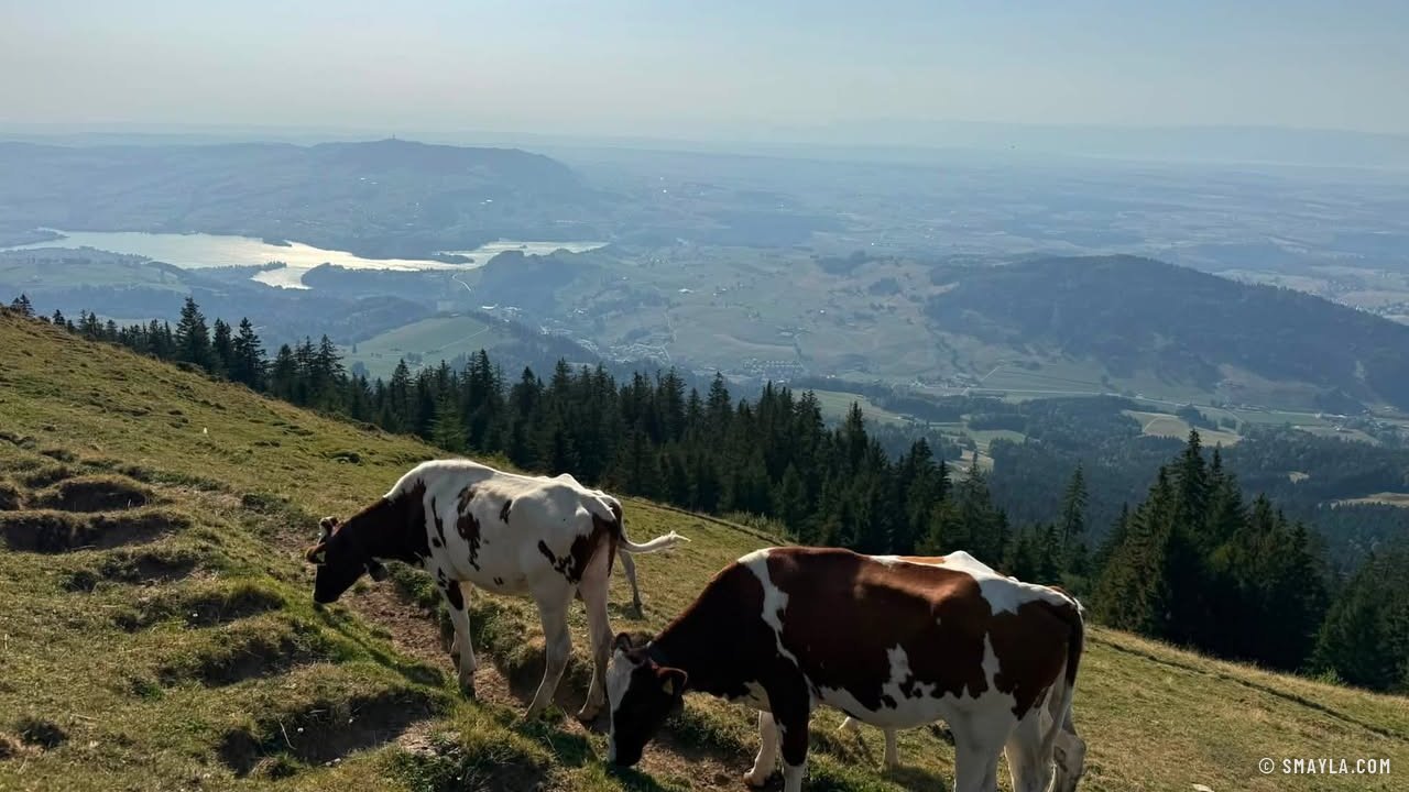 Vaches au-dessus du lac de la Gruyère