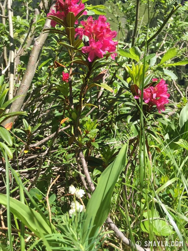 Rhododendrons in bloom