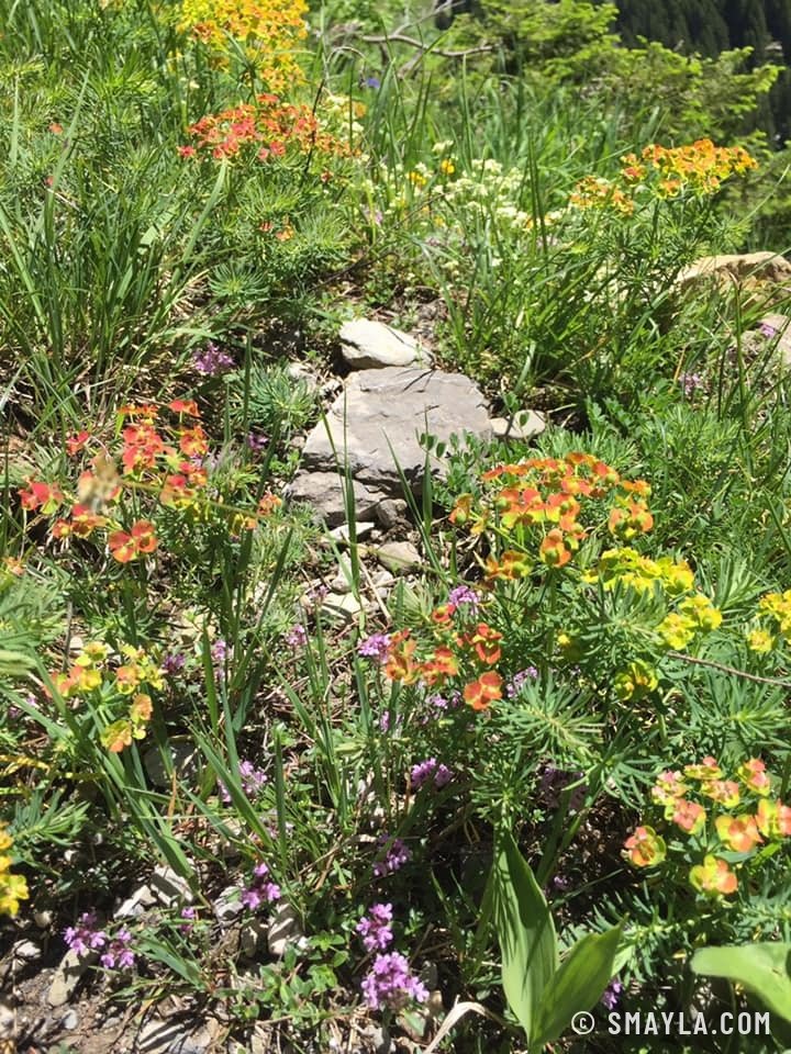 Orange lilies and alpine flowers