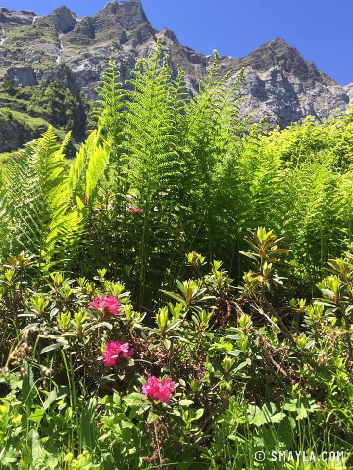 Ferns and rhododendrons below the Dents Blanches