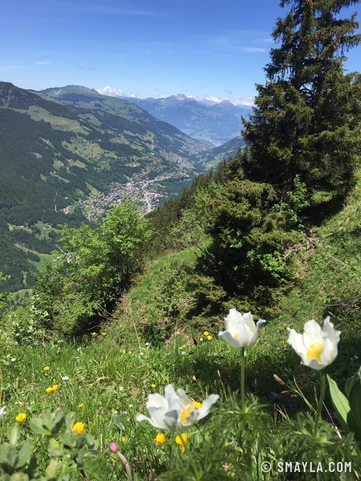 White anemones above the valley
