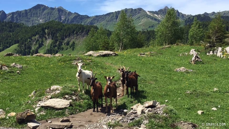 Goats on the pasture