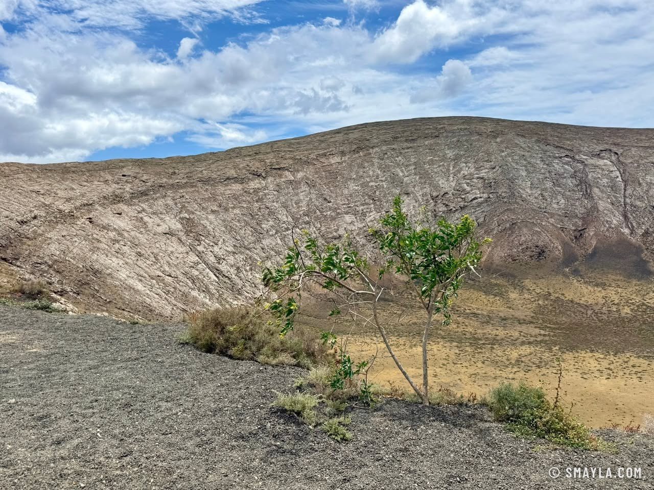 Un arbuste sur le bord du cratère