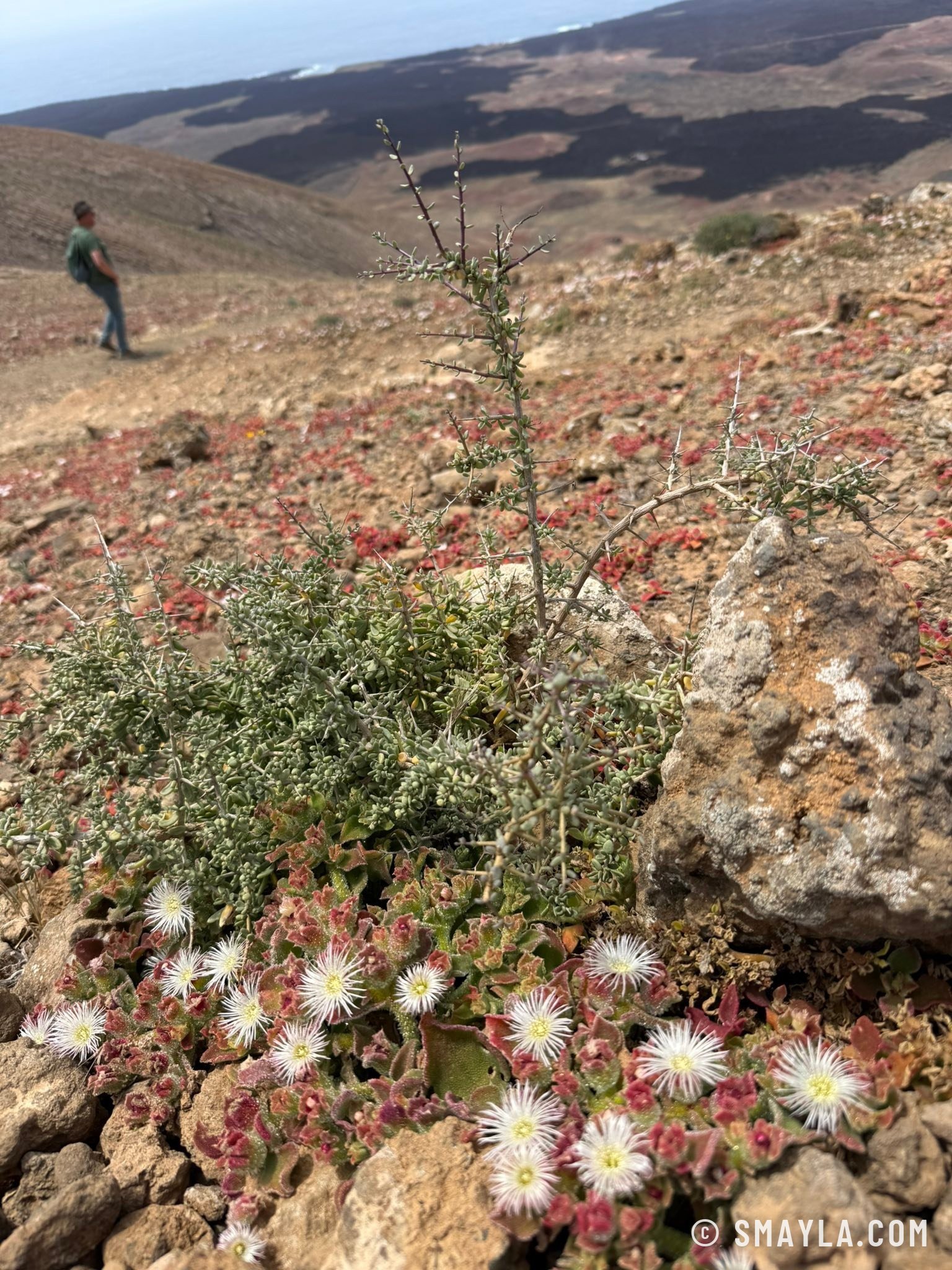 Ficoïdes en fleurs