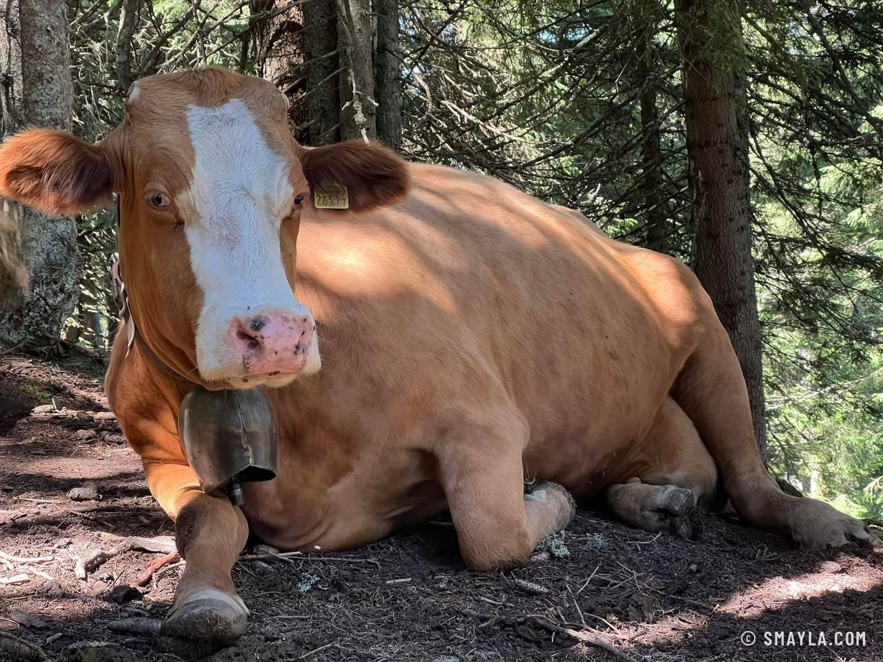 Vache au repos sous les sapins