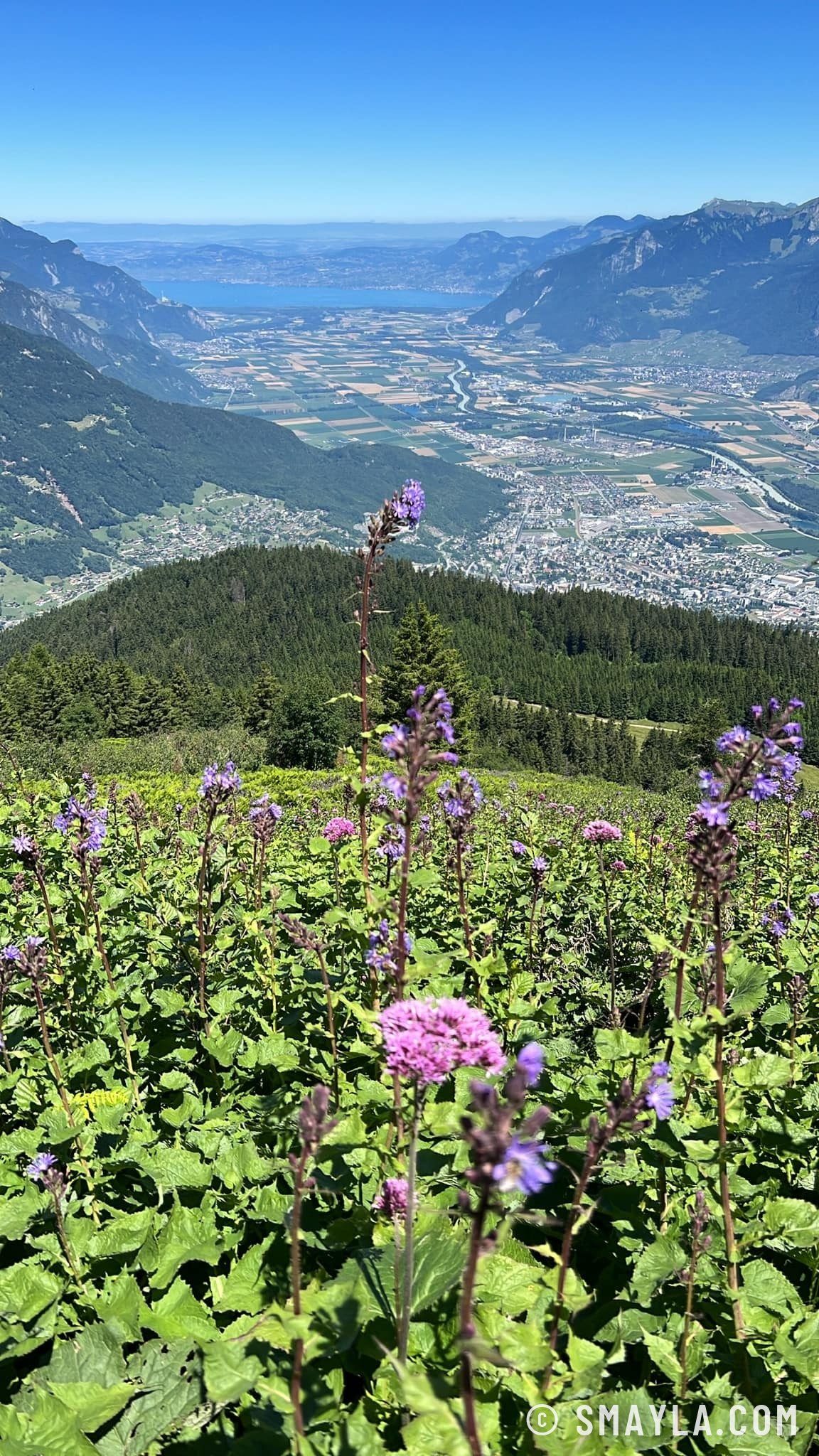 La plaine du Rhône et les fleurs