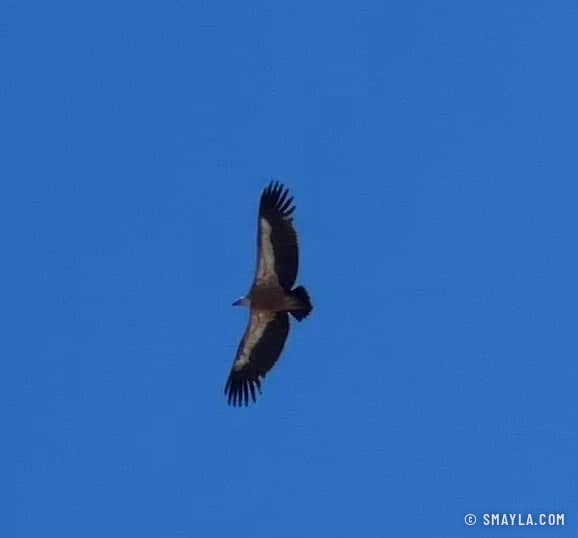 Vautour fauve en vol