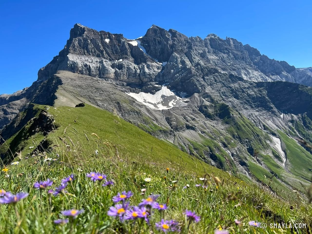 Asters face aux Dents du Midi
