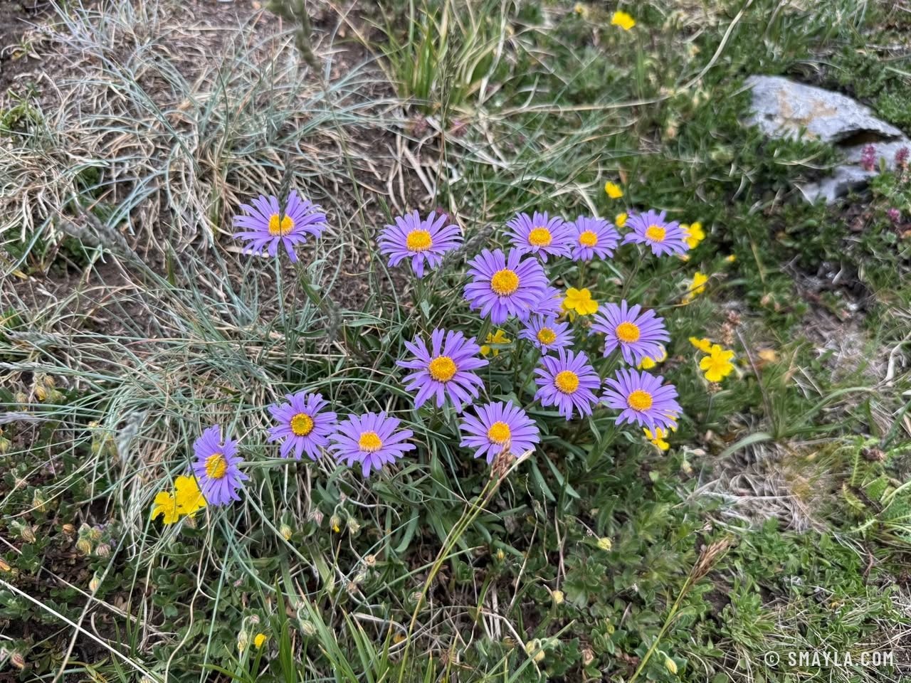 Asters des Alpes