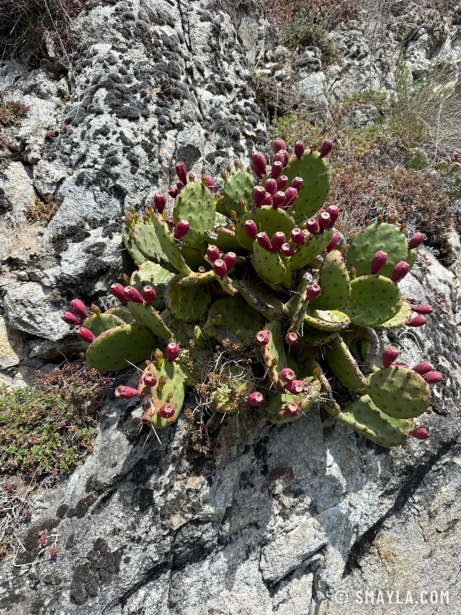 Cactus sur le rocher
