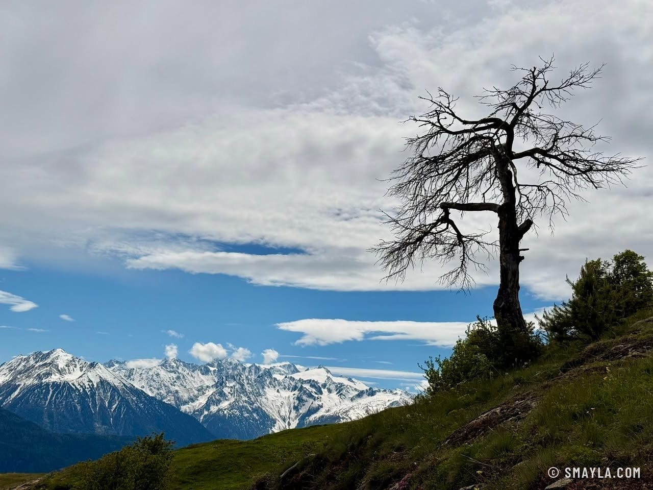 Arbre mort sur la crête