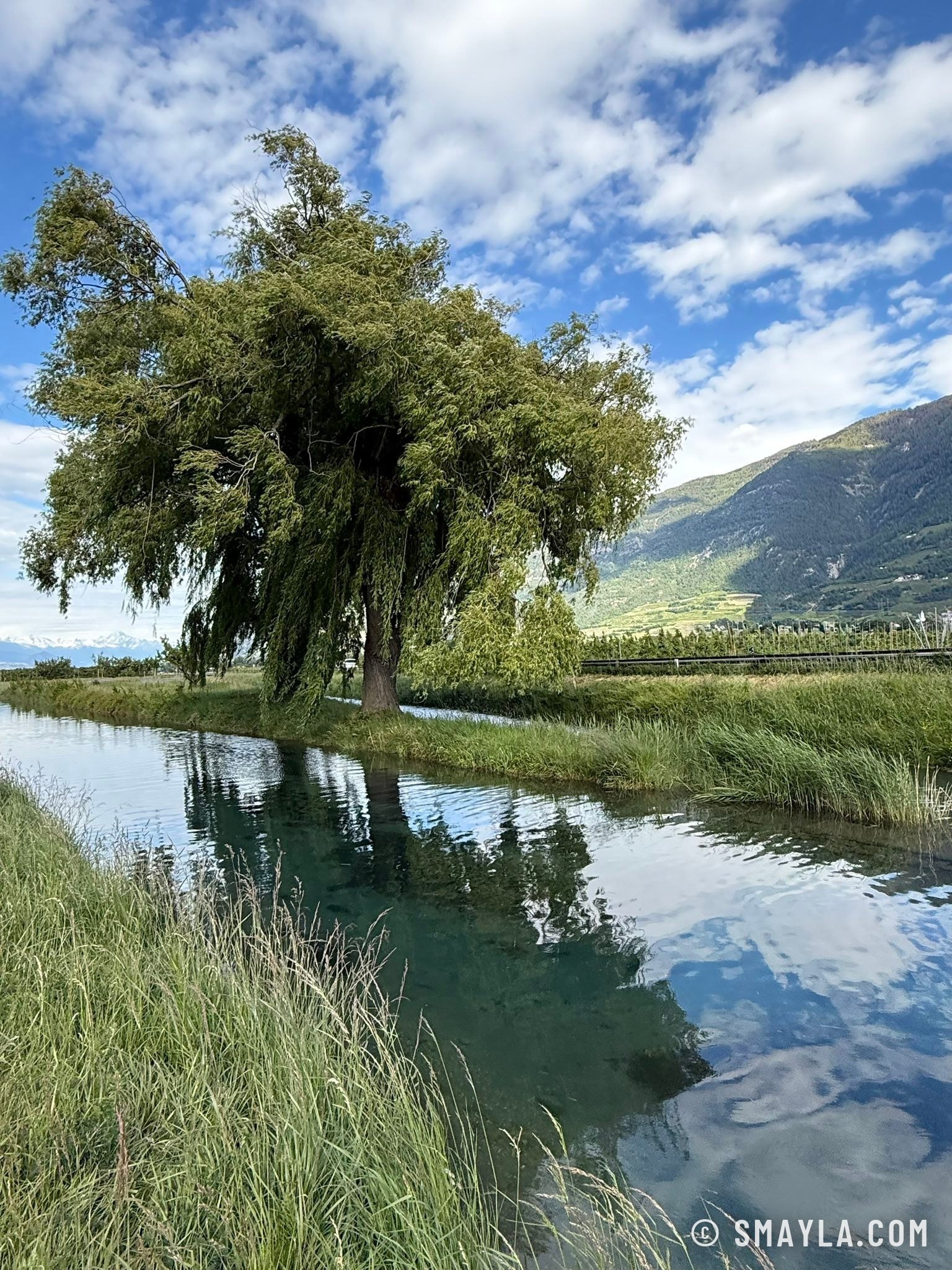 Saule reflété dans le canal