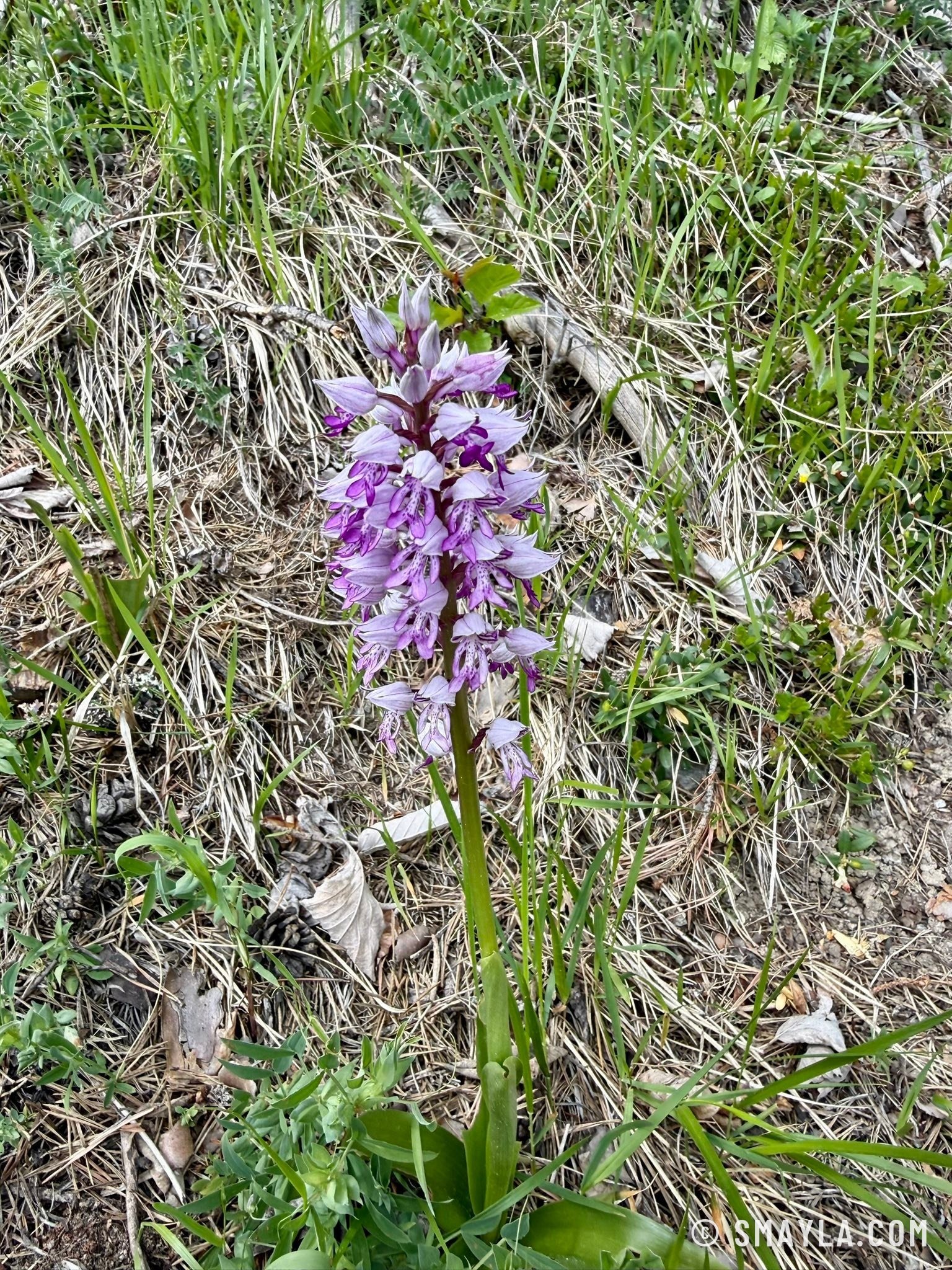Orchidée sauvage