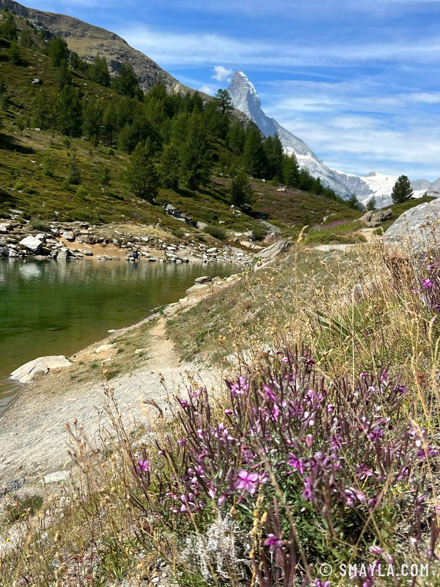 Heather above the Grünsee