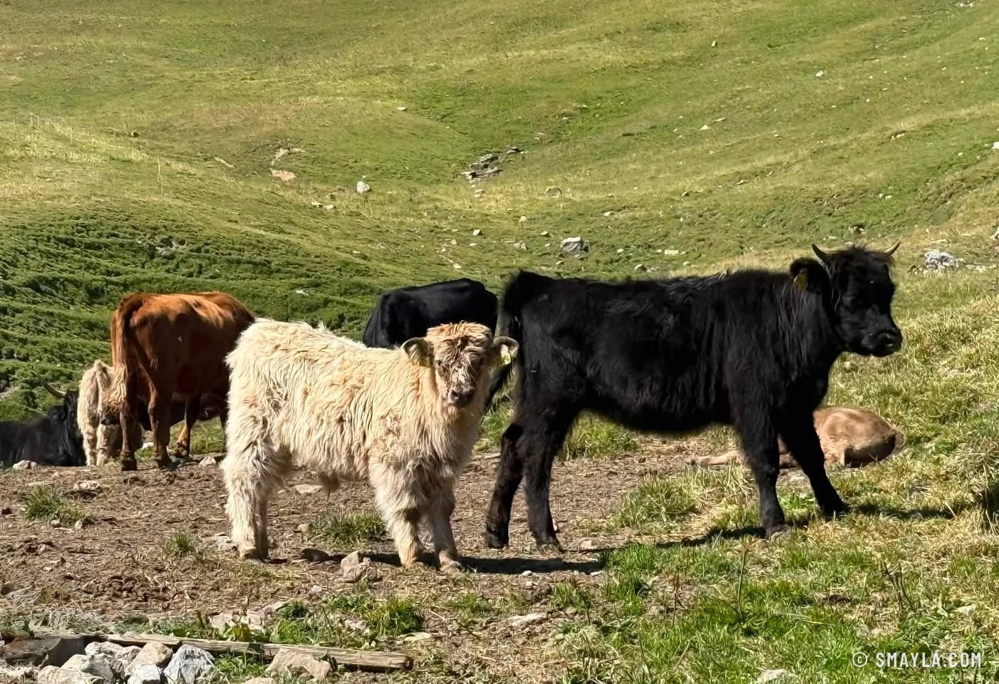 Vaches Highland dans l'alpage