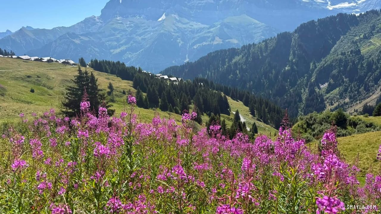 Épilobes face aux Dents du Midi