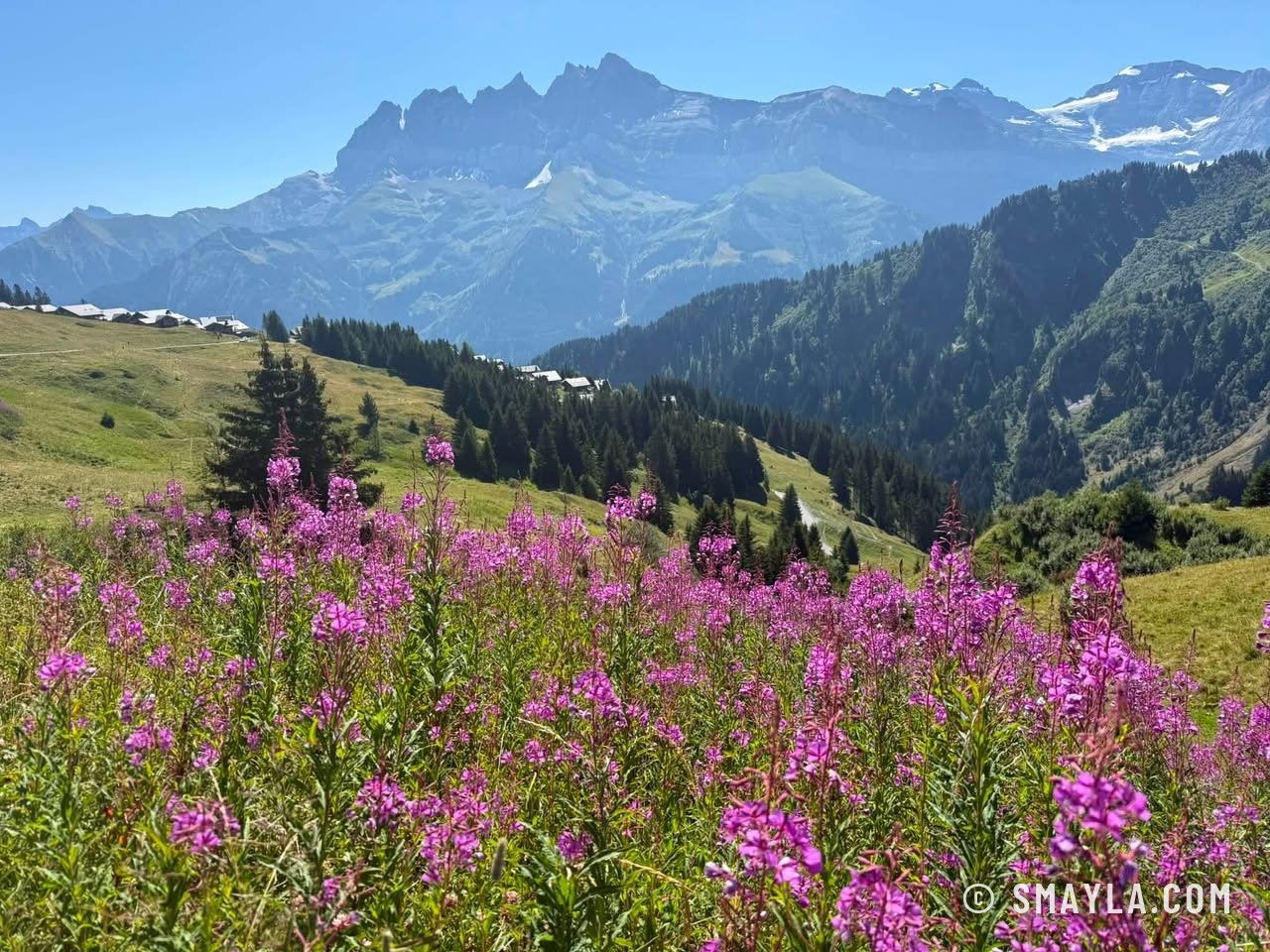 Épilobes face aux Dents du Midi