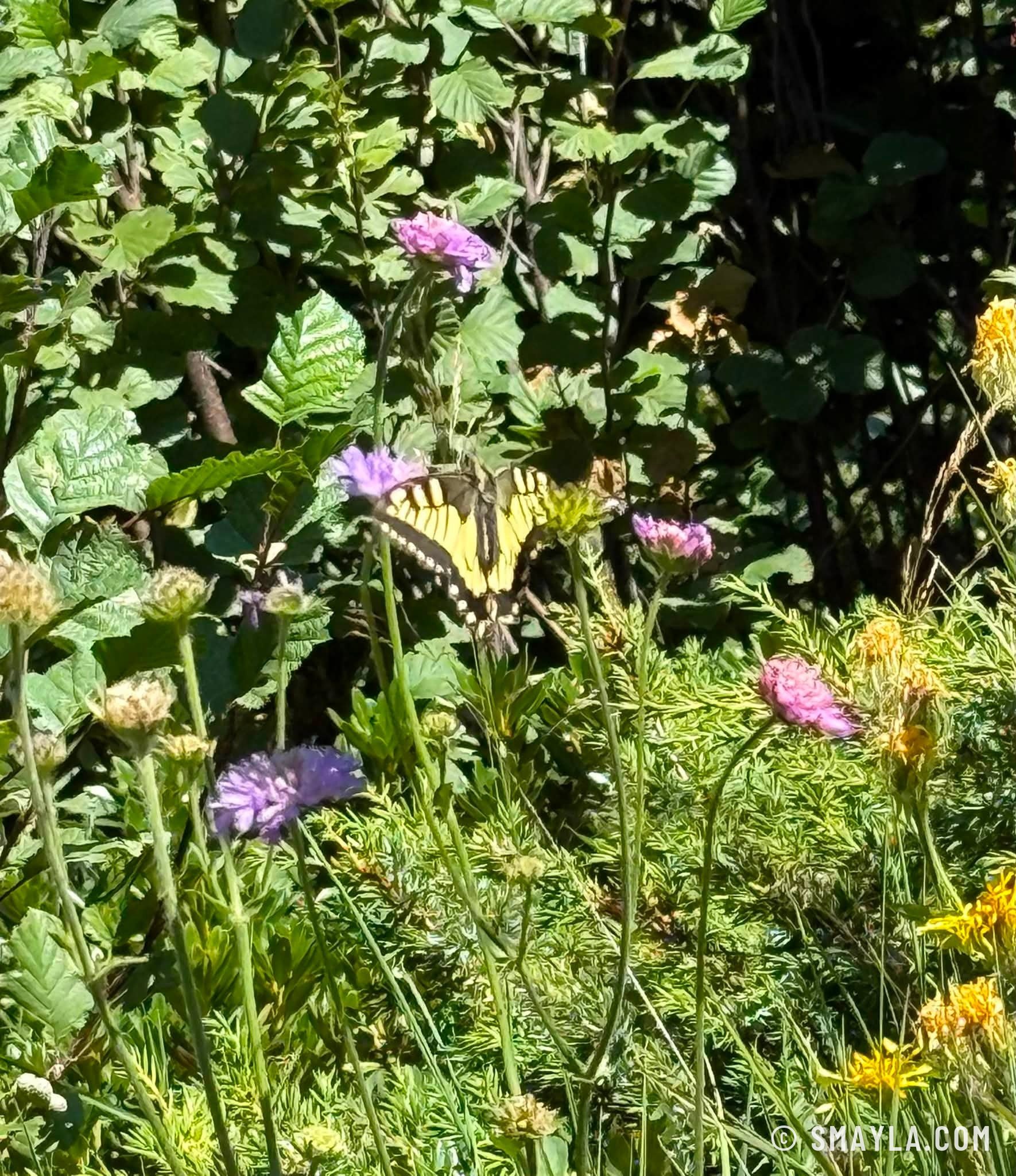 Papillon sur les fleurs