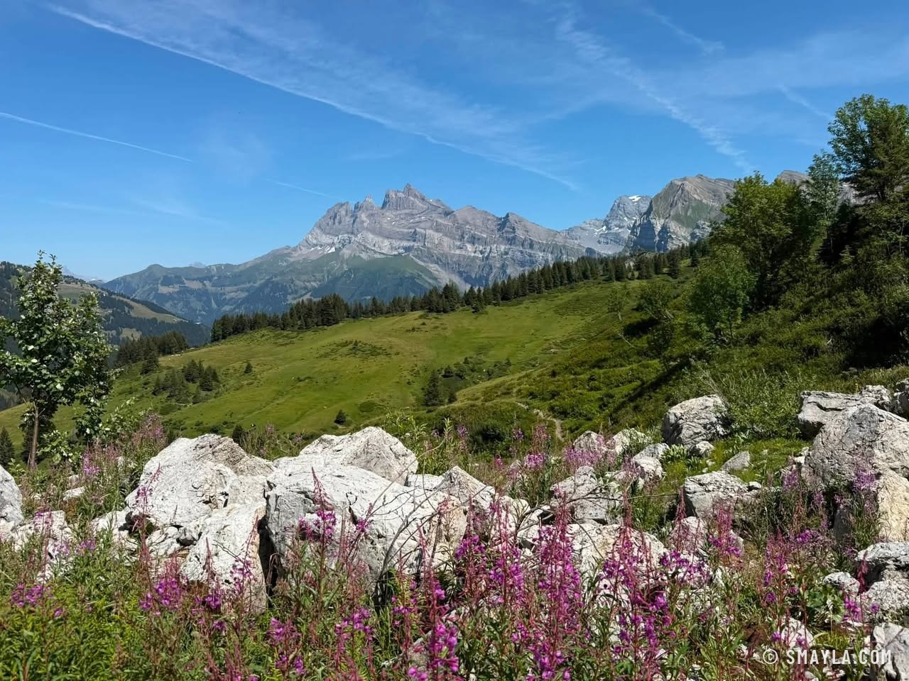 Rochers, épilobes et Dents du Midi