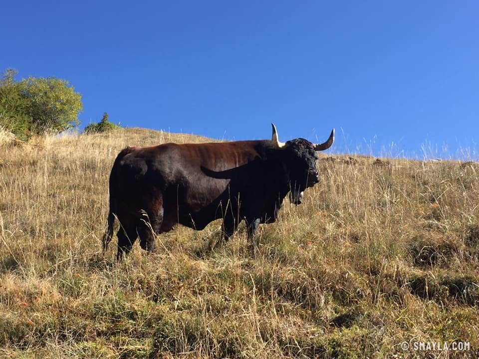 Vache d'Hérens dans l'herbe sèche