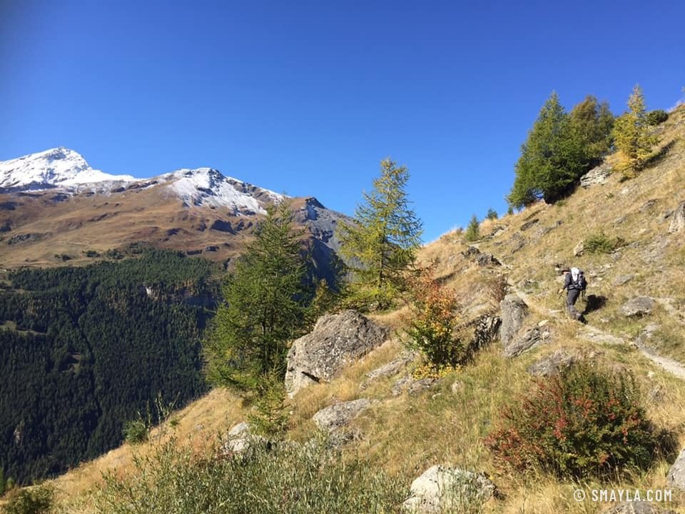 Mélèzes sur la pente