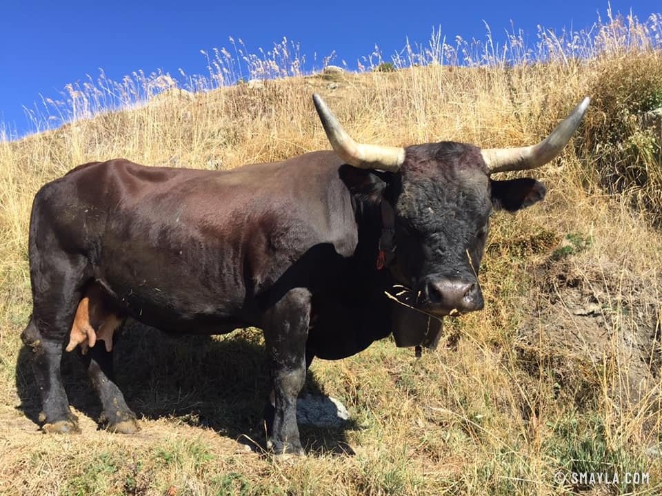 Vache d'Hérens aux longues cornes