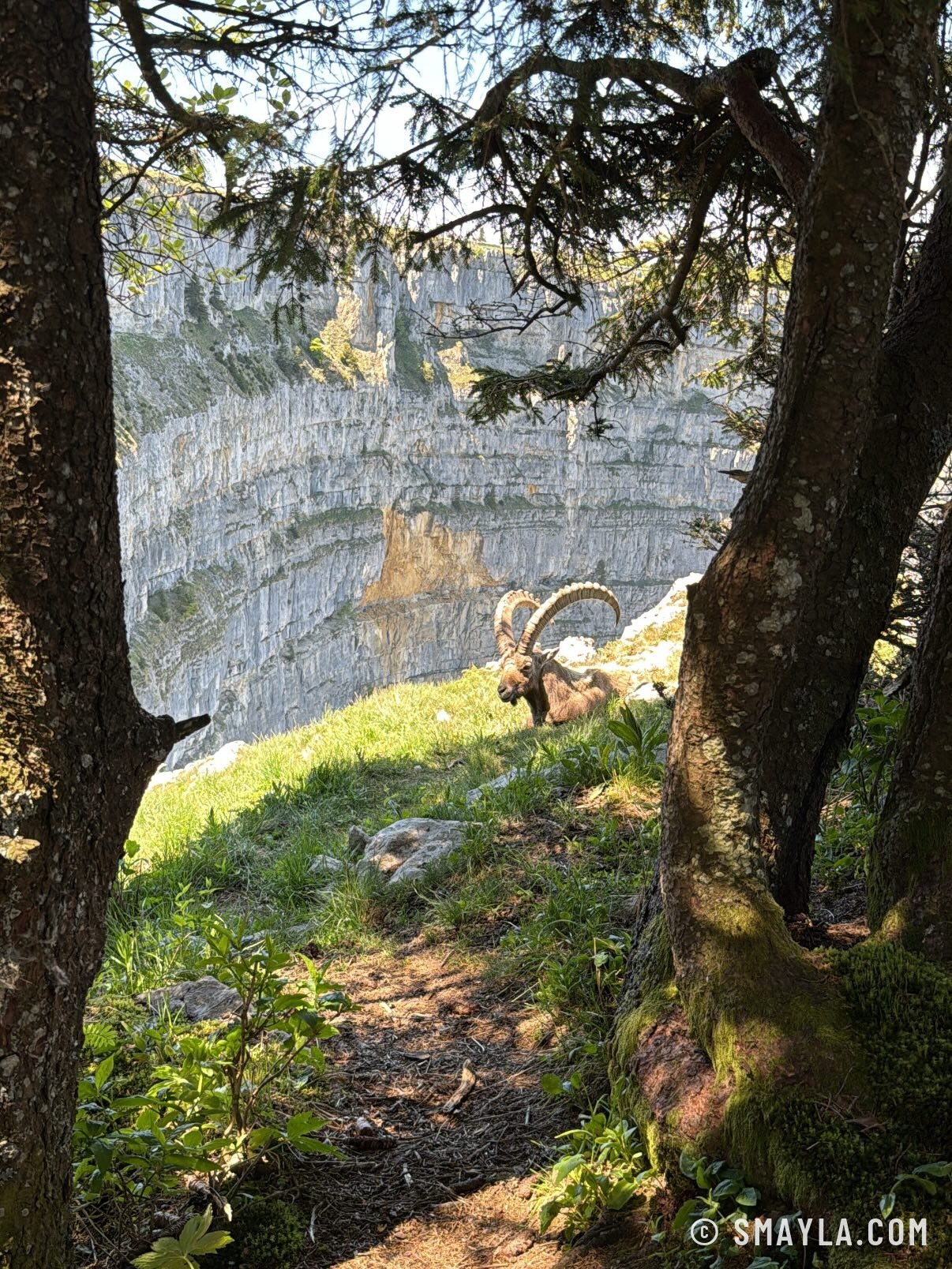 Bouquetin sous les sapins