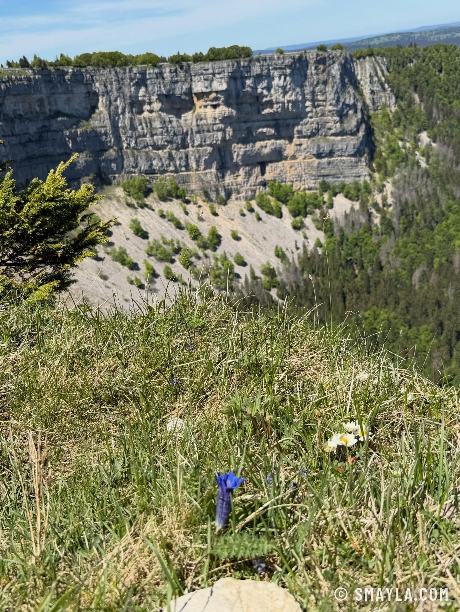 Gentiane face aux falaises