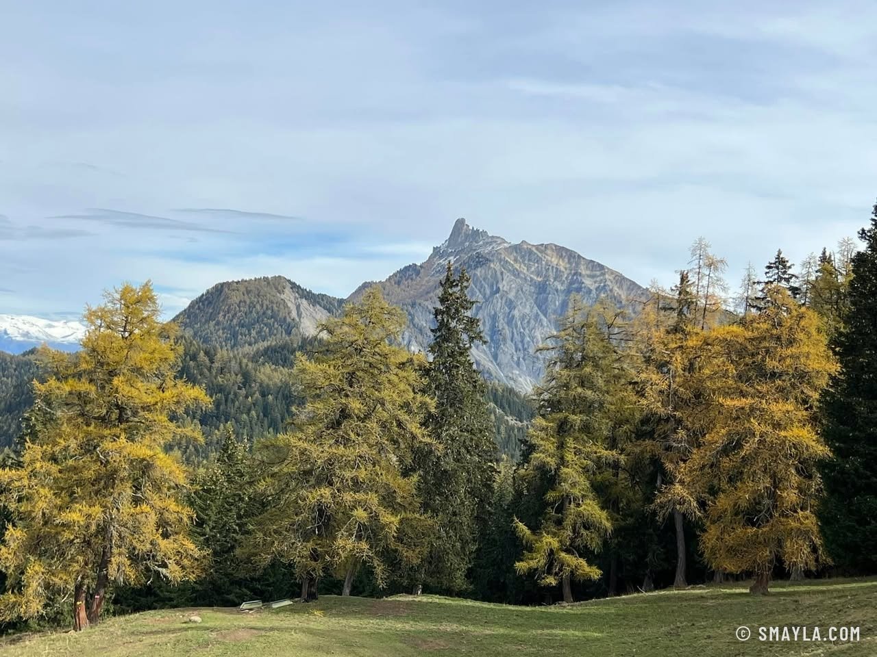 Golden larches