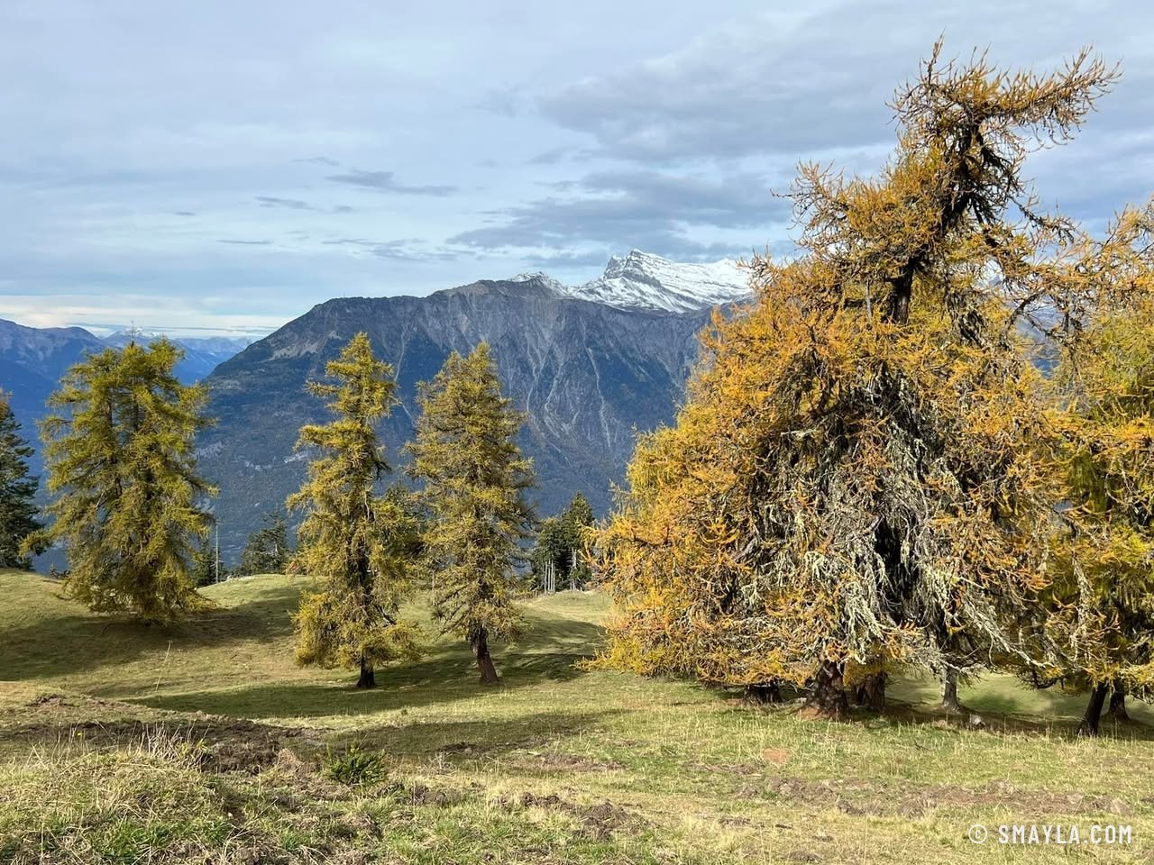 Larches on the pasture